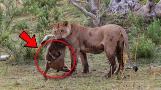 This lioness killed a baboon. But what she did to his cub is amazing!