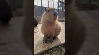 カピバラ「あんた誰?」 #capybara