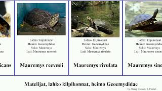 Matelijat, lahko kilpikonnat, heimo Geoemydidae cuora mauremys rhinoclemmys amboinensis cyclemys