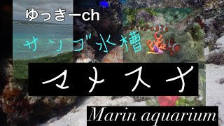 【サンゴ水槽】マメスナ紹介とその後のツツウミヅタ