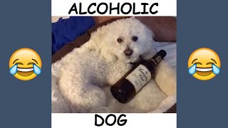 FUNNIEST Quincy The Dog Videos - Best Quincy and Patrick Barnes Vines and Instagram Videos