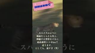 【動物ガイド】チーターをスマホで撮ったら、速すぎる件　〜現役動物園スタッフの動物ガイド〜