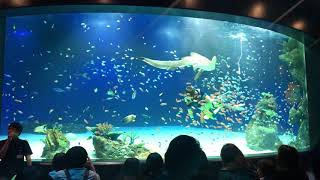 【マリホ水族館】ダイビングSHOW