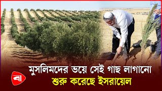 প্রাণ বাঁ*চাতে হাদিসে বর্ণিত সেই গাছ লাগাচ্ছে ই*হুদিরা | Gharqad Tree | PB