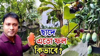 ছাদে এতো ফল কিভাবে? বাছাই করা ফলের গাছ দিয়ে ছাদে ফলবাগান | গাছের মূল্য | বাড়ির ছাদে ফলের সাম্রাজ্য