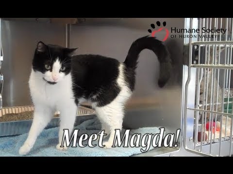 Meet Magda, a black and white cat Meet Magda, a black and white cat