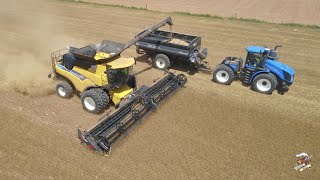 Cutting Wheat near Hardtner Kansas