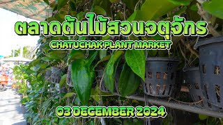 ตลาดต้นไม้สวนจตุจักร EP.2 CHATUCHAK PLANT MARKET EP.2 | 03/12/2567