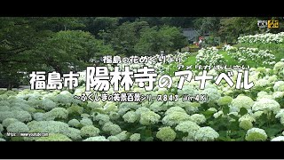 福島の花めぐりより Ｖｅｒ.  4Ｋ～ 福島市  陽林寺のアナベル（アメリカあじさい） ～