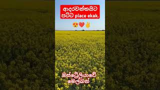 ආදරවන්තයින්ගේ මල් මල් හීන  යායක්..😍✌️ඕස්ට්‍රේලියාවේ  මෙල්බන් 🌼🌼🌼🌻🌻#natural #shorts#travel#australia