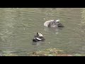 🔴カルガモの行水／水中で1回転🐦🐦🐦【秋田市千秋公園】貴重映像❗　　2024年12月５日／撮影‼️