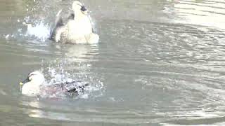 🔴カルガモの行水／水中で1回転🐦🐦🐦【秋田市千秋公園】貴重映像❗　　2024年12月５日／撮影‼️