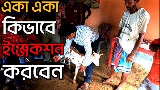 ছাগলের মাংসে কিভাবে ইঞ্জেকশন করতে হয় | Intramuscular Injection | ছাগলকে কিভাবে ইনজেকশন লাগাতে হয় |