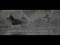 white mane of camargue official film teaser