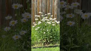 Daisies Are In Bloom