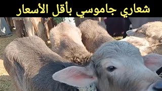 أجمل أسعار للشعاري والشبيب الجاموسي بسوق اسنا ٩/ ٢/ ٢٠٢٥م