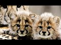 Meet Cute Baby Cheetahs