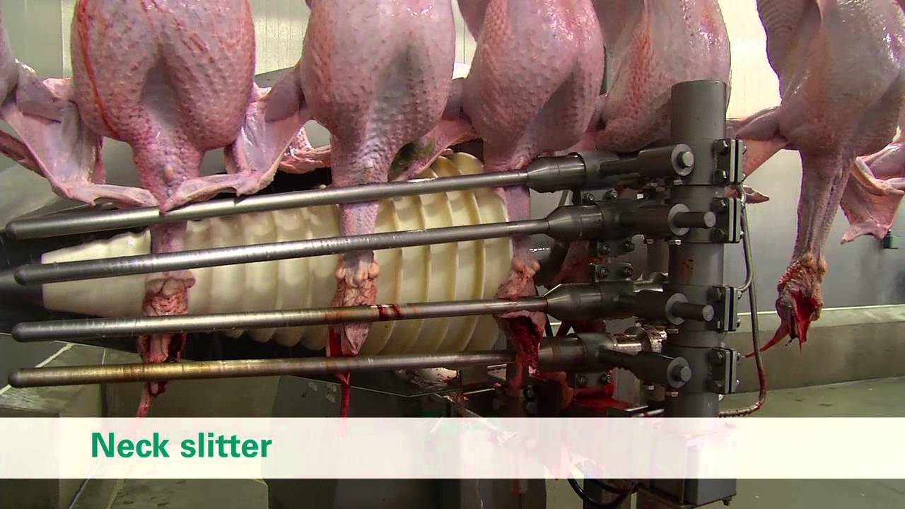 Meyn Turkey Processing Youtube