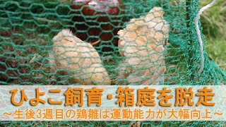 ひよこ飼育18・箱庭を脱走～生後3週目のニワトリ雛は運動能力が大幅向上～