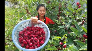 山里的洛神花开了，不仅美丽还能“补血”，香香做成蜜饯，酸甜可口