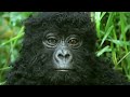 Robot spy gorilla infiltrates a wild gorilla troop 🕵️🦍  Spy In The Wild - BBC