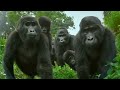Robot spy gorilla infiltrates a wild gorilla troop 🕵️🦍  Spy In The Wild - BBC