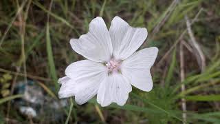 Muskuskaasjeskruid - Malva moschata