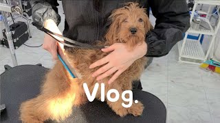 [Vlog]애견미용학원 브이로그🐕 | 말티푸 | 강아지 목욕 | 강아지 털 말리기 | 애견미용학원생 | 애견미용학원 실습견 | 30대 백수 |