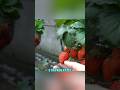 A young man grows strawberries on a fire stick #shorts