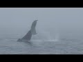 Whale Watching | Brier Island | Canada
