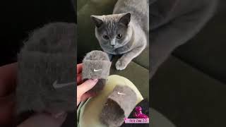 Funny Cat Videos 🐈 | Cute Cats 🐈 Clips | Meow! ►  #Shorts