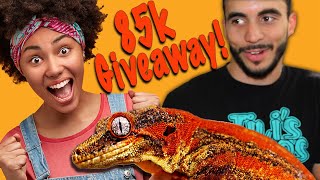 I Give Away a FREE Gecko in This Video!