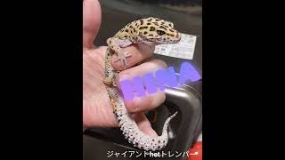 【レオパードゲッコー】我が家のレオパ＆ニシアフをご紹介★お迎え順に動画にしました。 #ヒョウモントカゲモドキ #レオパ #レオパードゲッコー #ニシアフ#ニシアフリカトカゲモドキ#爬虫類