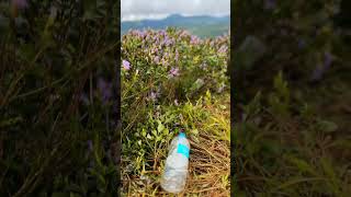 Munnar Neelakurinji 🥴