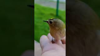 #Goldcrest | #Mysikrólik zwyczajny (regulus regulus)