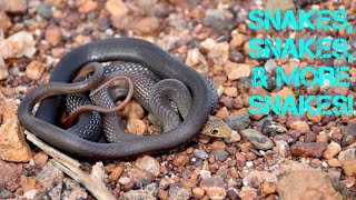 Northern Territory Herping Adventure! PART FOUR - Black headed python, night tiger, water python!