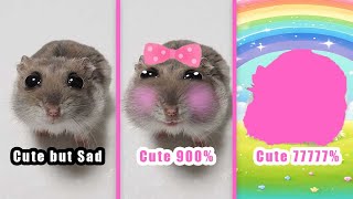 Sad Hamster Becomes Cute