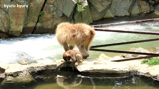 ベイビーとママ　ニホンザルの親子　｜monkey＃9