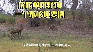 疣猪单挑野狗，一个不够还要俩