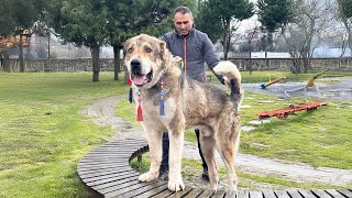 ÇEÇENİSTAN DAĞLARINDAKİ DEV KÖPEKLER ! VOLKODAV - RUSYA VLOG