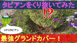 【暴挙!?】最強グランドカバー、タピアンをくり抜いて植え替えてみた【雑草対策】