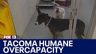 Adoption fees waived as Tacoma Humane hits overcapacity | FOX 13 Seattle