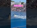 Killer whale 🐳 shooting water 💦💦 #shorts #killerwhales #orca #viral #animallover #viralvideo #yt