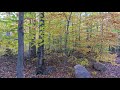 autumn leaves mont rigaud quebec upscaled qhd