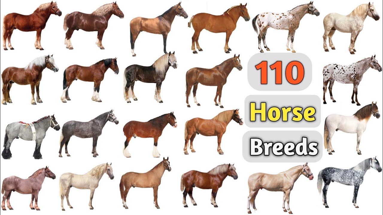 Horse Breeds Vocabulary Ll 110 Horse Breeds Names In English With ...