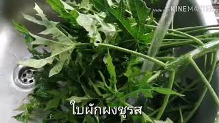 ชาใบผงชูรส​ (ผักไชยา)​