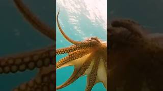 Giant Sea Octopus: Diver's Deep-Sea Encounter! #marine #deepsea  #octopus #octopushunting