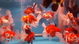 魚好きのための最高品質の金魚