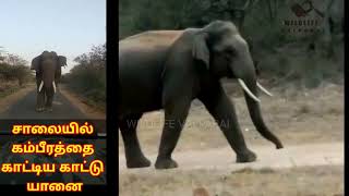 Elephant roams in Udumalai-Munnar Highways உடுமலை-மூணாறு சாலையில்  உலா வரும் ஒற்றை காட்டுயானை