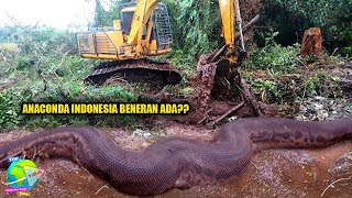 Banyak Yang Meragukan, Apakah Anaconda Benar Benar Ada di Indonesia?? Ini Faktanya...